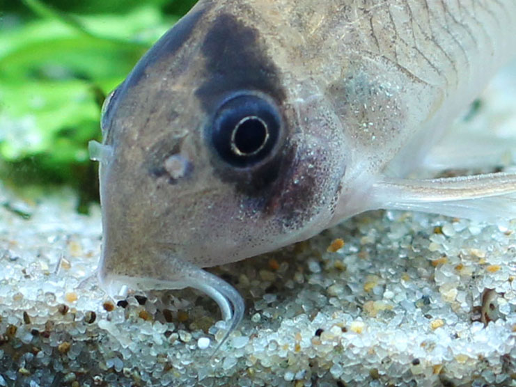 Corydoras panda