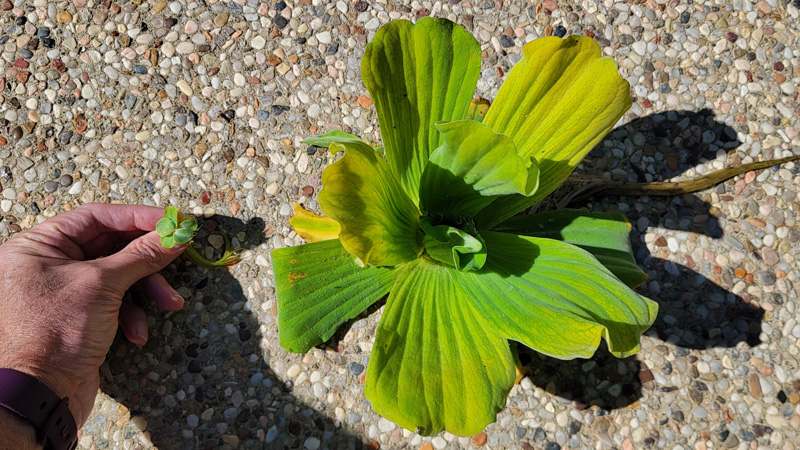 Pistia stratiotes (water lettuce)