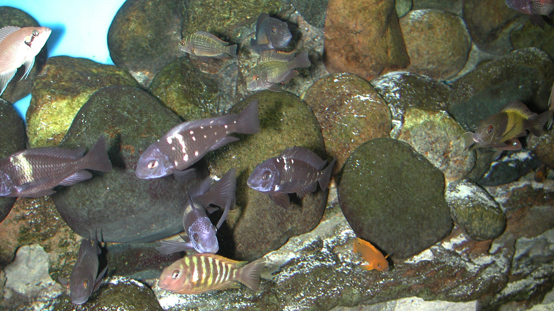 Rocks in this Lake Tanganyika display.