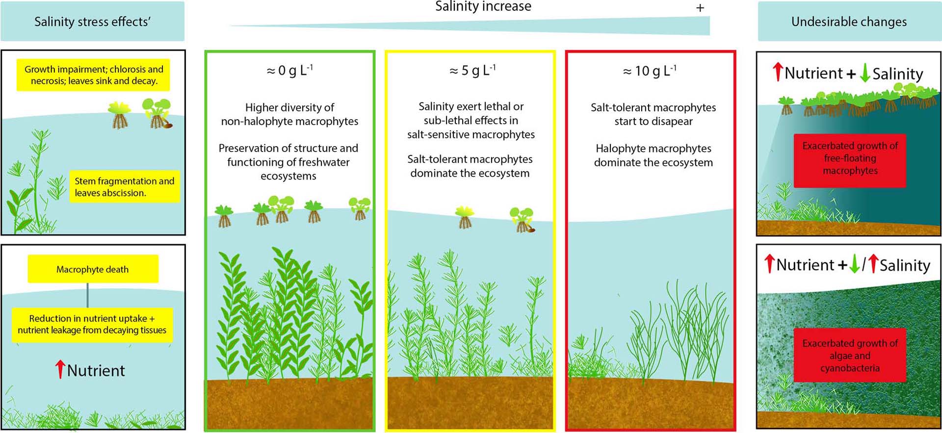 Salinity Stress Effects