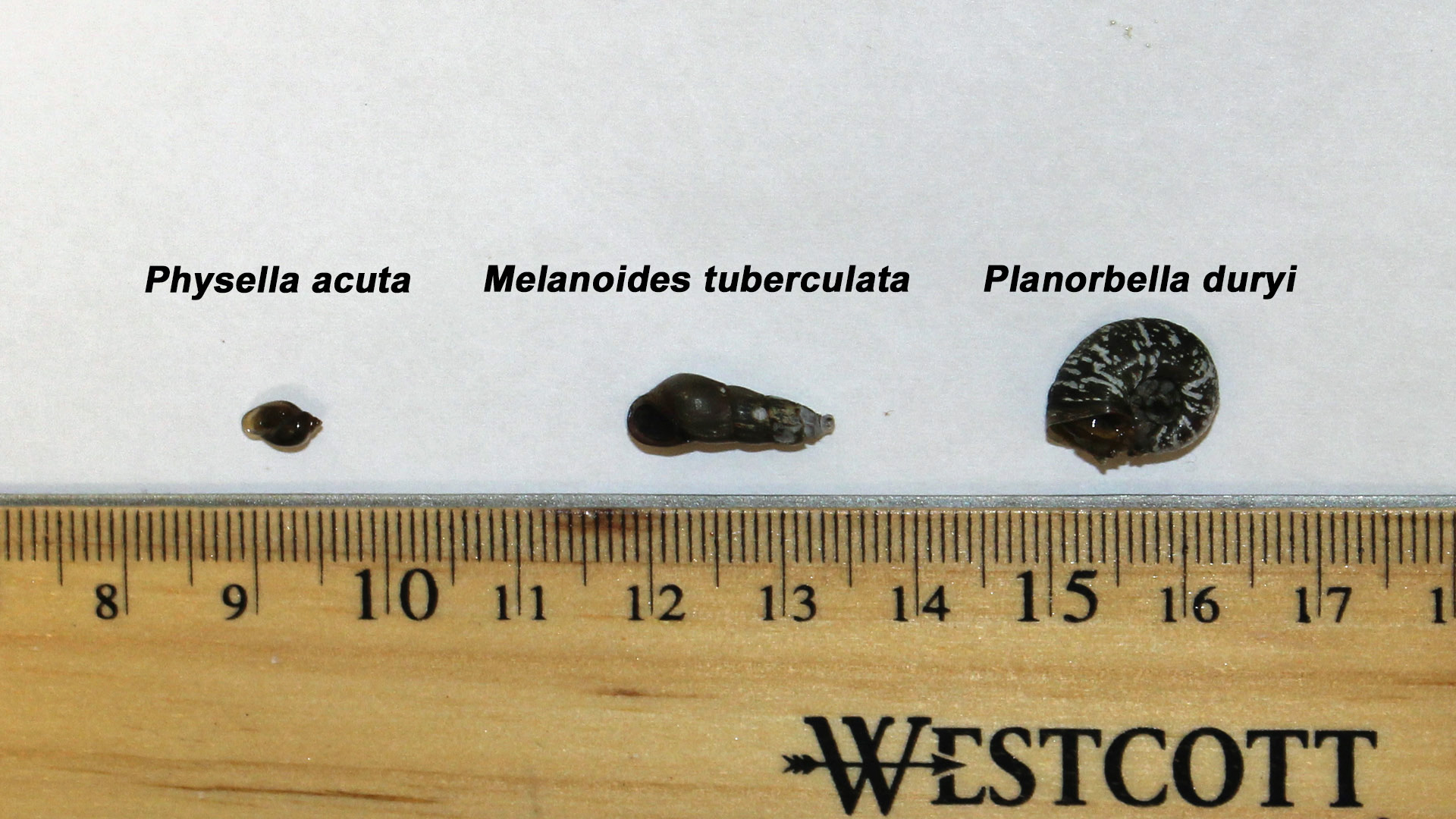 Substrate comparison.