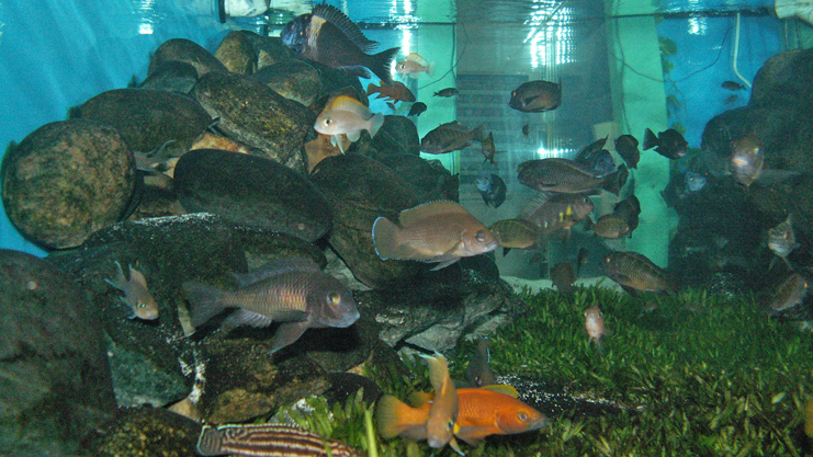 Lake Tanganyika Biotope Aquarium