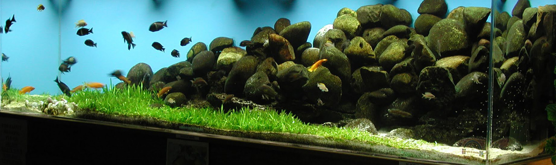 240-gallon (910 L) Lake Tanganyika aquarium