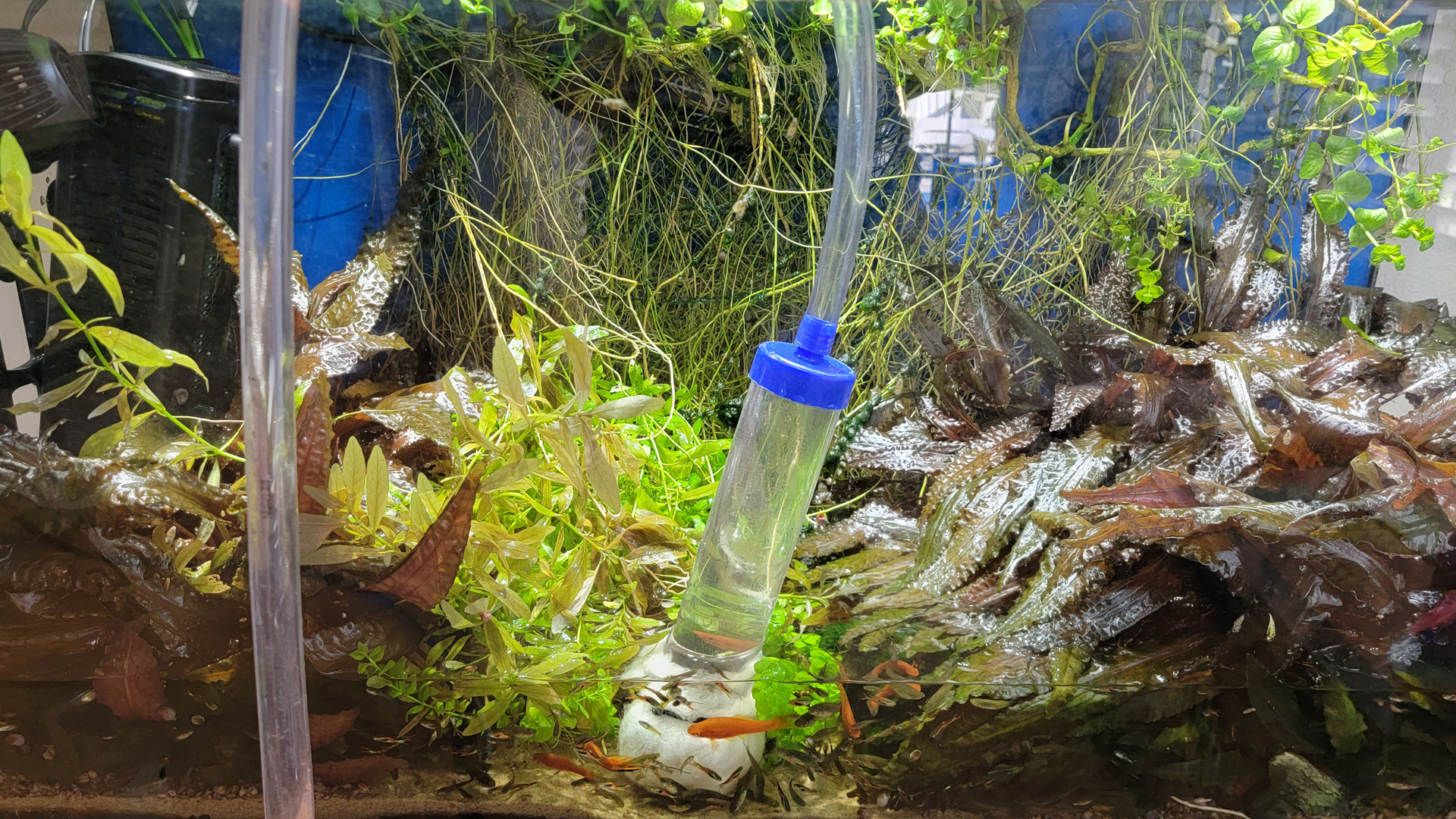 Water Change