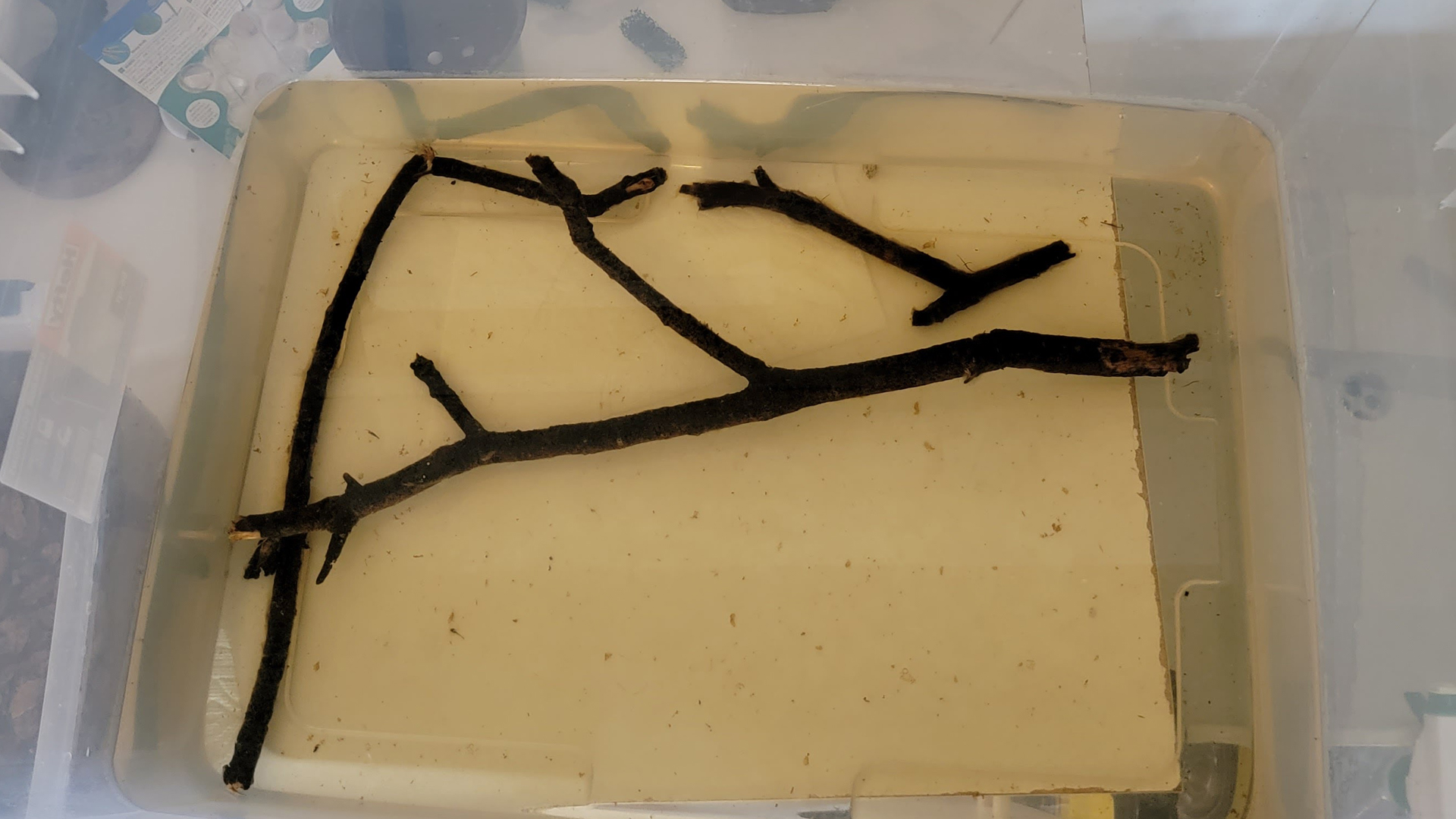 Curing oak branches on a tote.