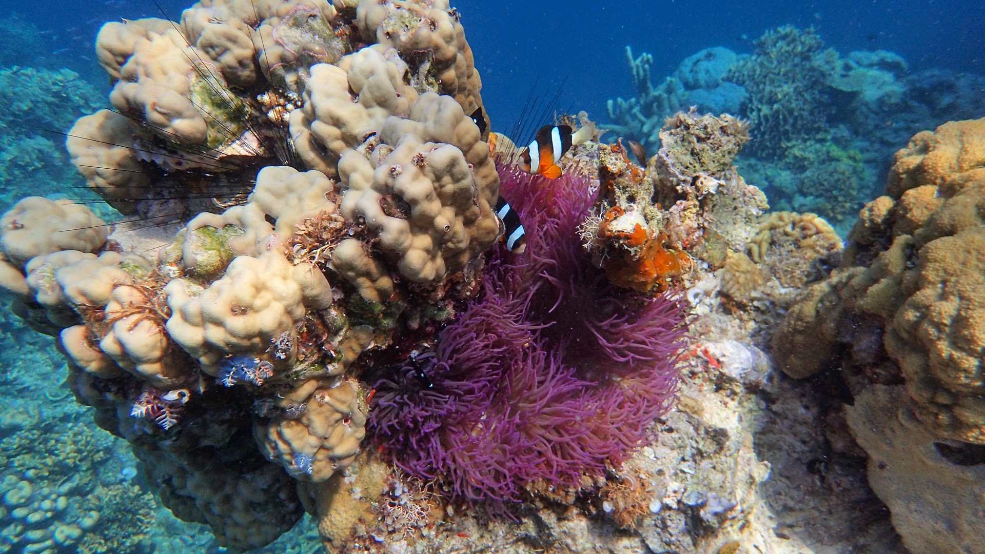 Apulit Island, Kookoo's Nest, Apo Island, Atlantis Dive Resort