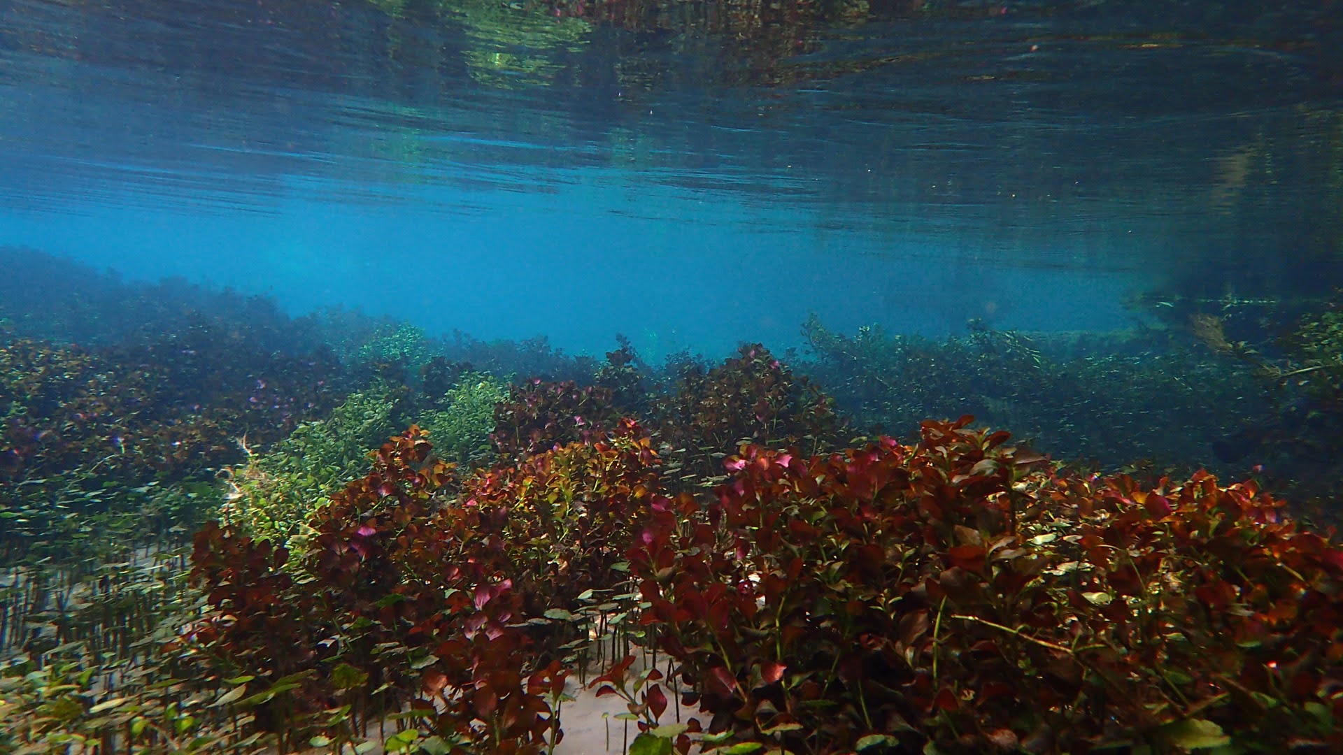 Florida Springs