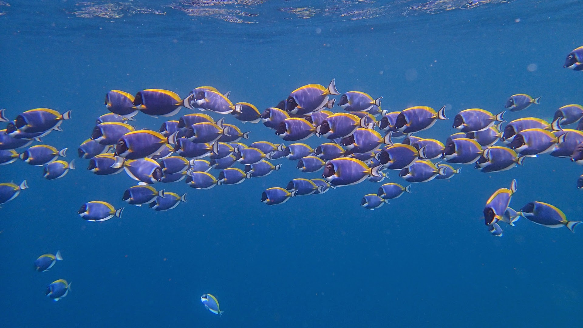 Maldives, Athuruga and Mirihi Islands