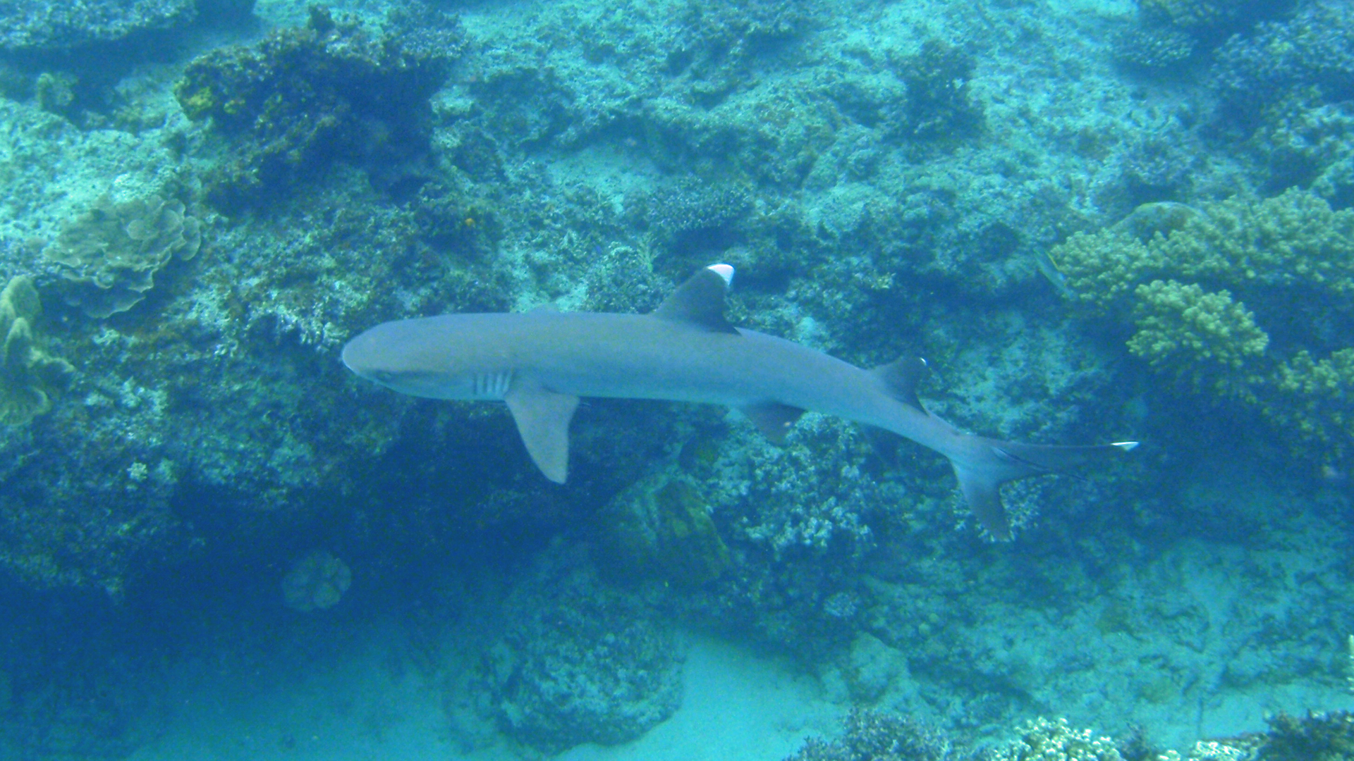 Naigani Island, Fiji.